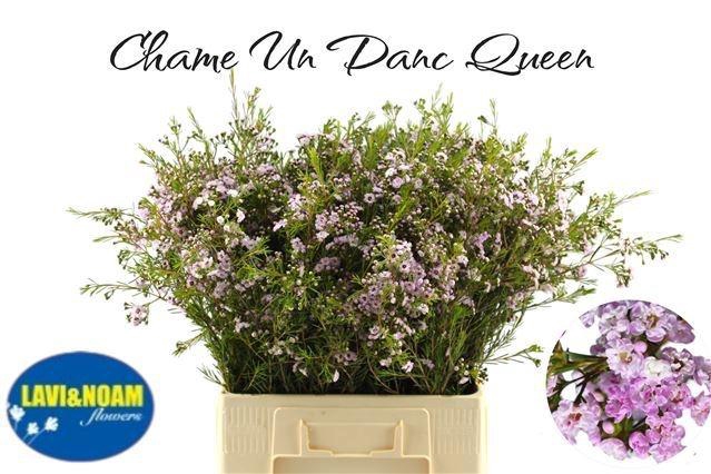 <h4>CHAME UN DANC QUEEN</h4>