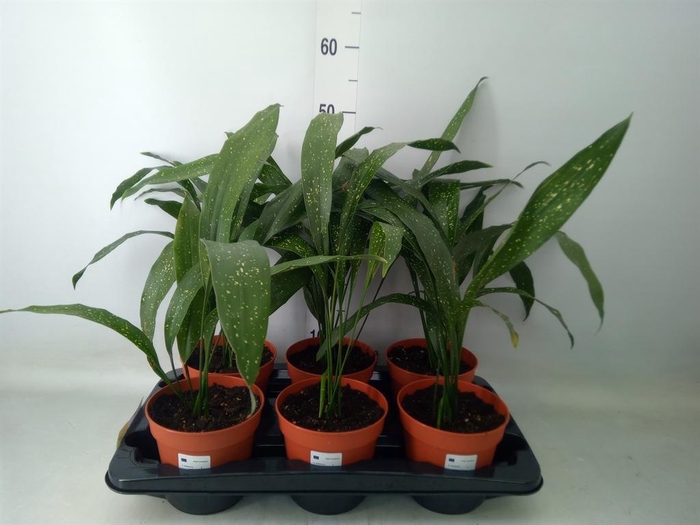 <h4>Aspidistra elat.</h4>