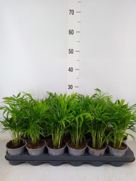 <h4>Chamaedorea elegans</h4>