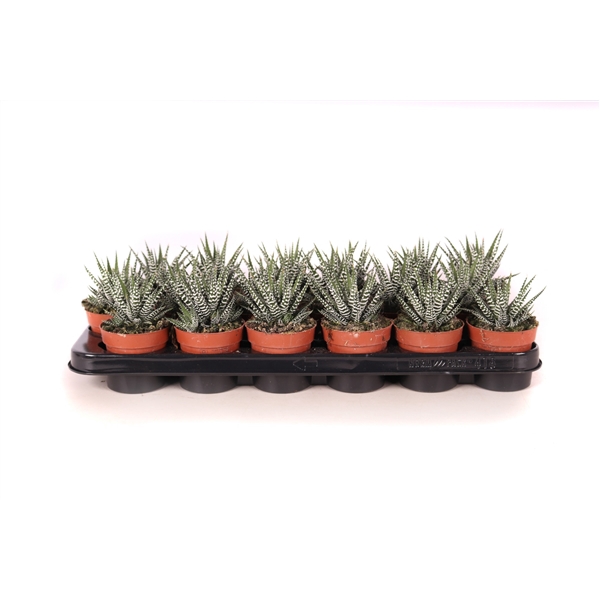 <h4>Haworthia big band 8,5 cm</h4>