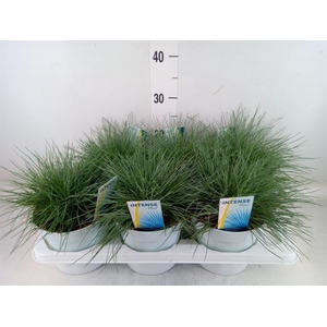 Festuca glauca 'Intens Blue'