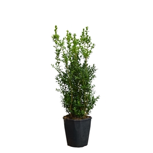 Buxus sempervirens Bos c5 haag