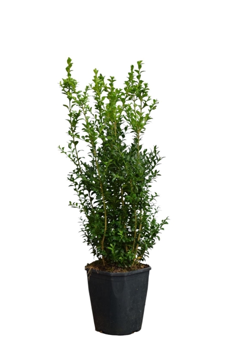 <h4>Buxus sempervirens Bos c5 haag</h4>