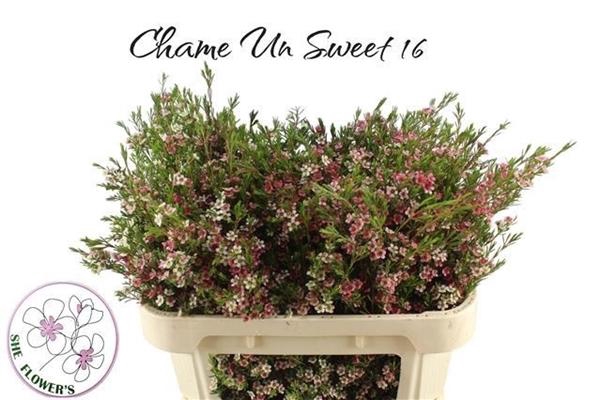 <h4>CHAME MY SWEET 16</h4>