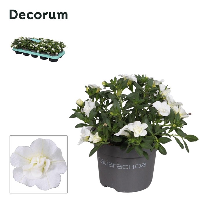 <h4>Calibrachoa - 10,5 cm - Double White - Decorum</h4>