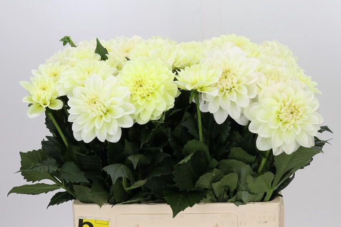 Dahlia Champagne
