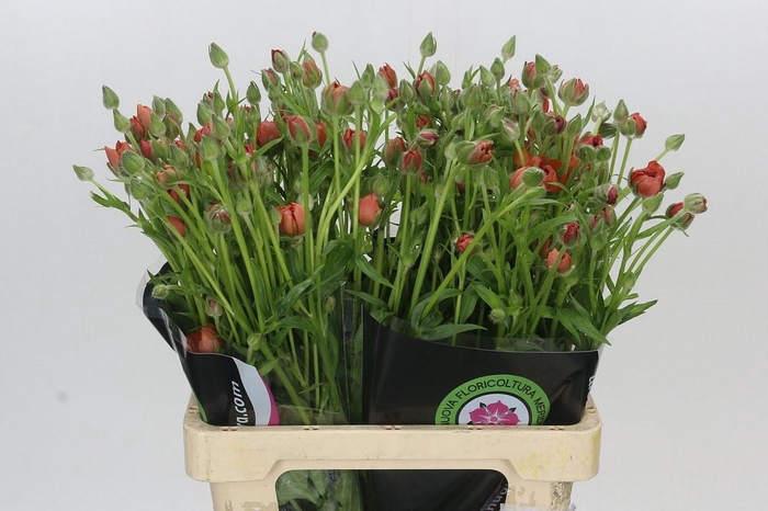 Ranunculus Natura Moderna Energia