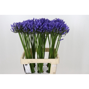 Agapanthus Uri