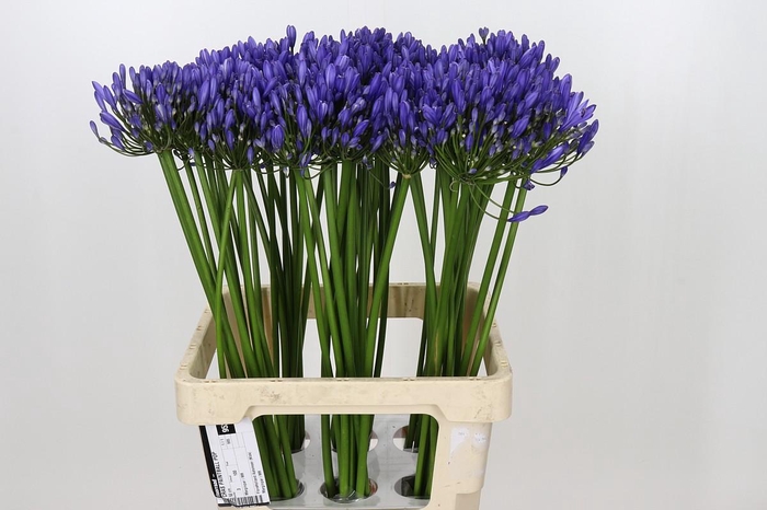 Agapanthus Uri