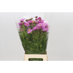Cosmos Bipinnatus