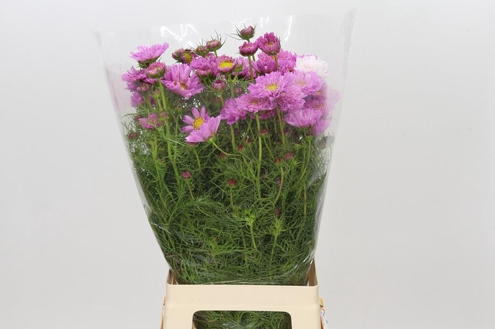 <h4>Cosmos Bipinnatus</h4>