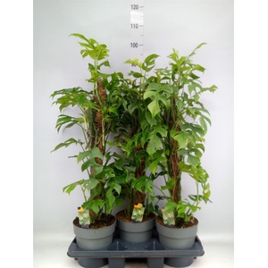 Philodendron   ...