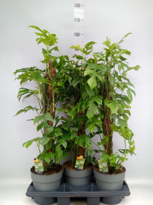 <h4>Philodendron ...</h4>