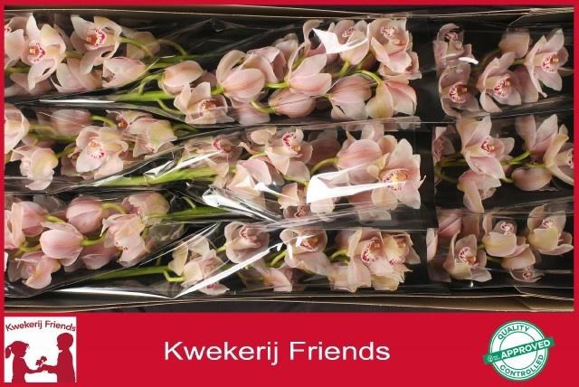 <h4>CYMB T DELMONTE</h4>