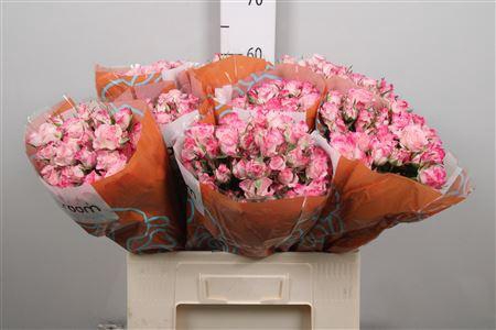 <h4>R Tr Speak Blossoms</h4>