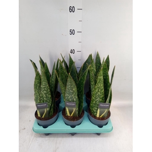 Sansevieria   ...