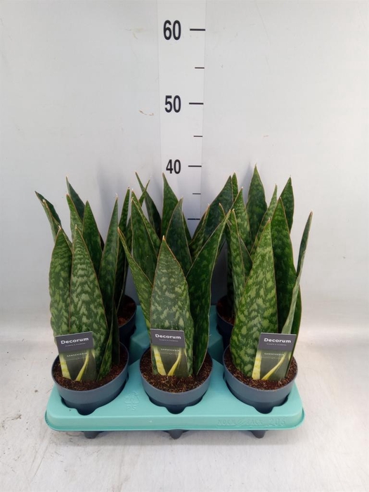 <h4>Sansevieria   ...</h4>