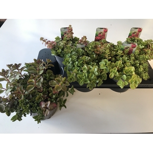 SEDUM SPU FULDAGLUT