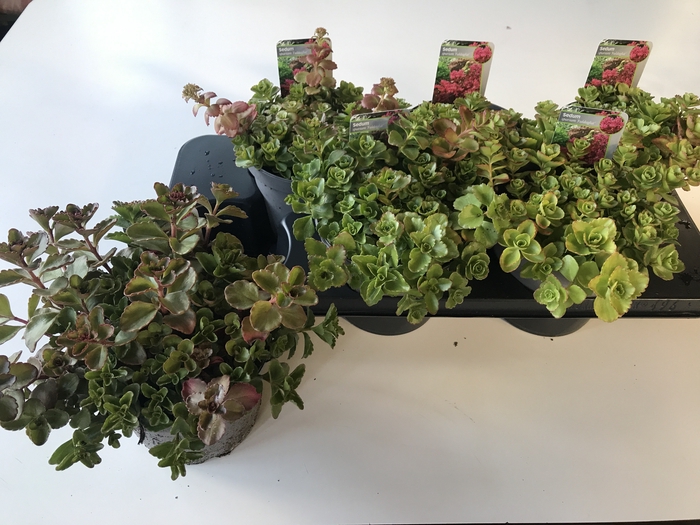 <h4>SEDUM SPU FULDAGLUT</h4>
