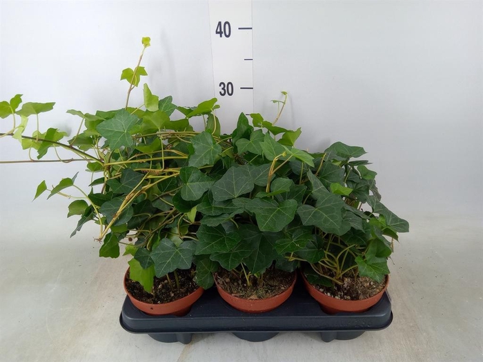 <h4>Hedera hibernica</h4>