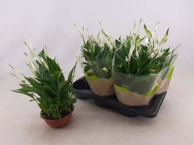 <h4>SPATH CHOPIN</h4>