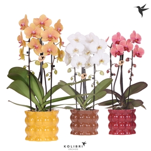 Kolibri Orchids Phalaenopsis Cascade Niagara Fall mix 2 spike in Cotton pot yellow mix