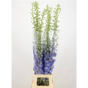 DELPH DU AURORA BLUE