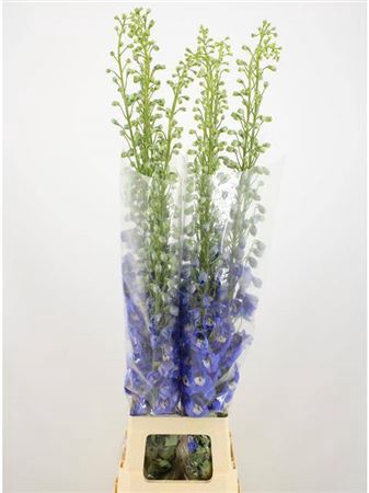 DELPH DU AURORA BLUE