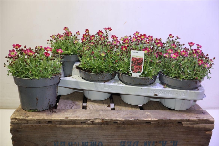 <h4>Saxif Ar Marto Red</h4>