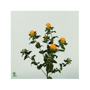 Carthamus T Summersun Giallo