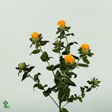 <h4>Carthamus T Summersun Giallo</h4>