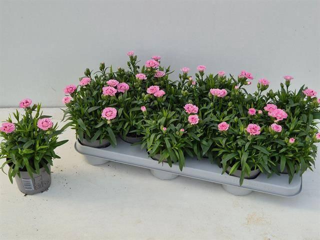 arr8 Dian Osc Pink Star