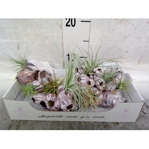 Tillandsia