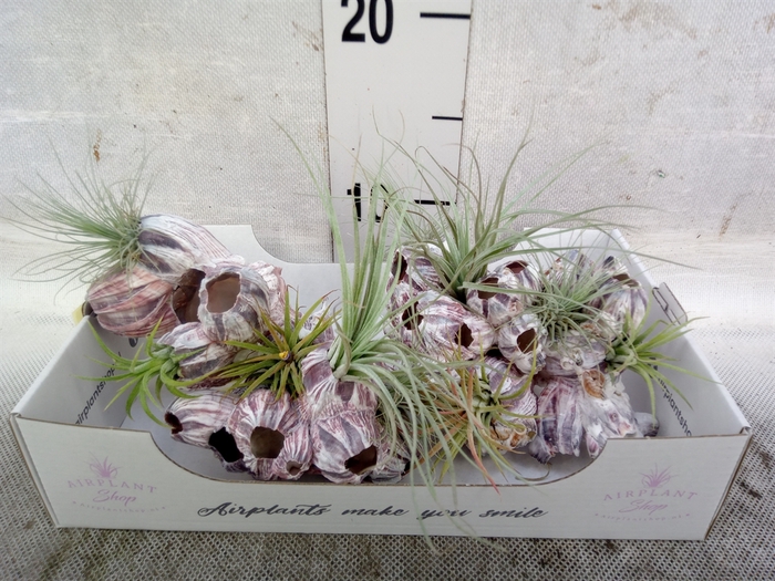 Tillandsia