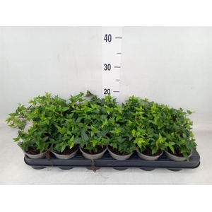 Hedera helix 'Shamrock'