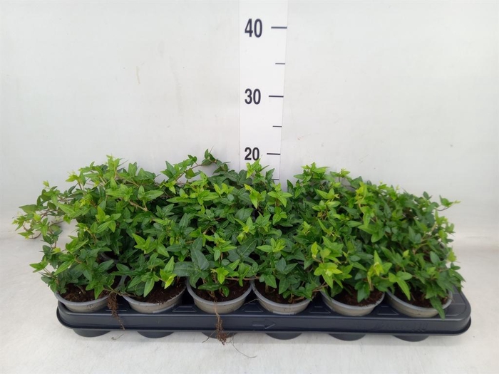 <h4>Hedera helix 'Shamrock'</h4>