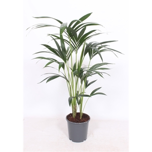 Howea forsteriana 5 per pot