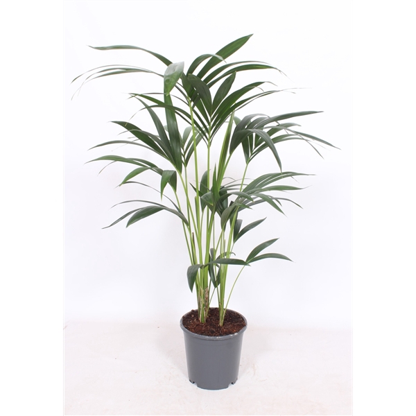 <h4>Howea forsteriana 5 per pot</h4>