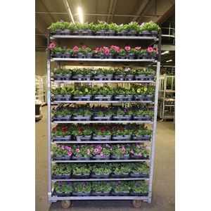 Pet Surf Mixk 1 Kleur Per Tray