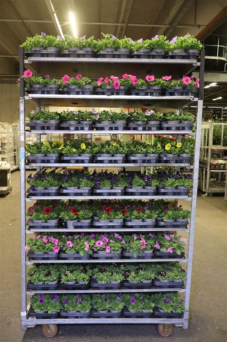 <h4>Pet Surf Mixk 1 Kleur Per Tray</h4>