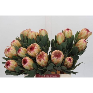 PROTEA GRANDICOLOR