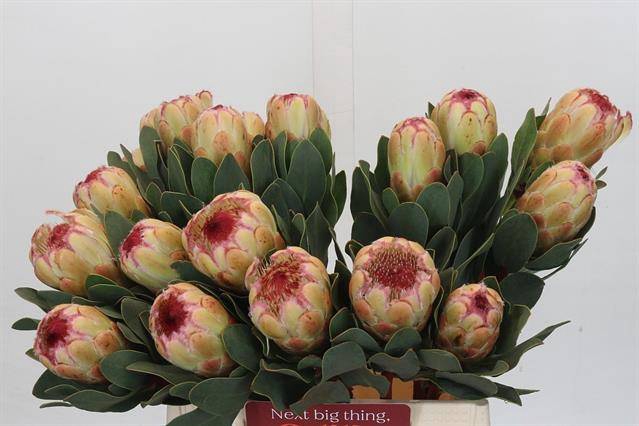 <h4>PROTEA GRANDICOLOR</h4>