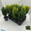 Coniferen Gem