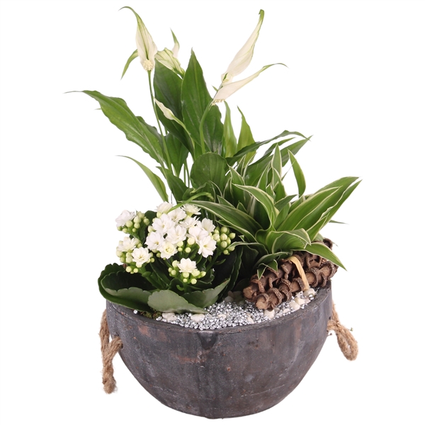 <h4>Yearround Special; Concrete pot with rope handle ø20cm 3PP</h4>