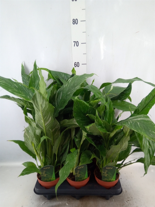 Spathiphyllum  'Diamond'