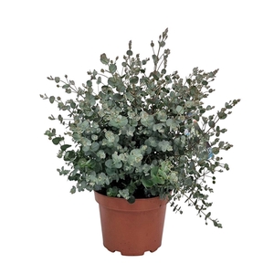 EUCAL GUNNII