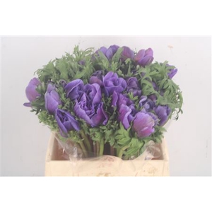 Anemone Mistral Blue