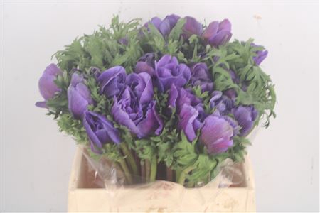 <h4>Anemone Mistral Blue</h4>