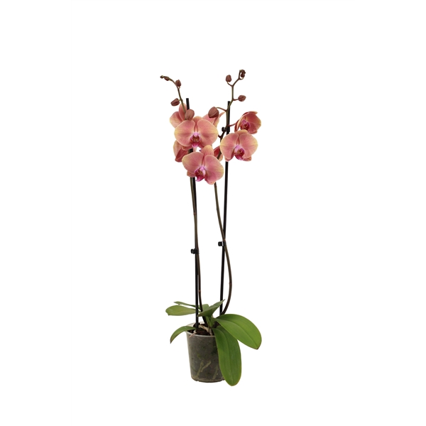 <h4>Phal Mid Summernight 2T16+</h4>