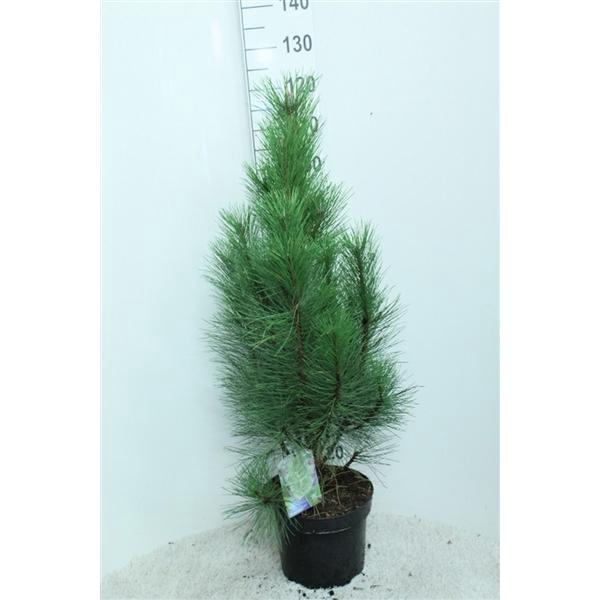 <h4>Pinus nigra 'Pyramidalis' P29 potgekweekt</h4>